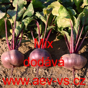 Řepa červen&aacute; sal&aacute;tov&aacute; eliptick&aacute; Mix
