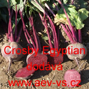 Řepa červen&aacute; sal&aacute;tov&aacute; Crosby Egyptian