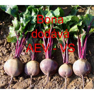 Řepa červen&aacute; sal&aacute;tov&aacute; Bona