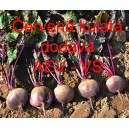 Řepa červen&aacute; sal&aacute;tov&aacute; Červen&aacute; kulat&aacute;