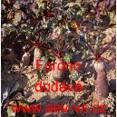 Řepa červen&aacute; sal&aacute;tov&aacute; Forono