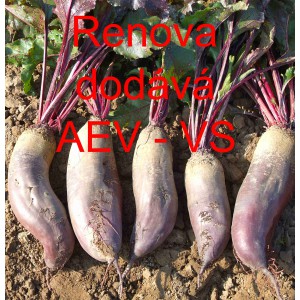 Řepa červen&aacute; sal&aacute;tov&aacute; Renova