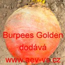 Řepa žlut&aacute; sal&aacute;tov&aacute; Burpees Golden