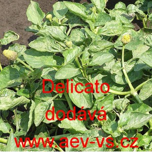 Plematka zeln&aacute; Delicato