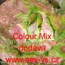 Sal&aacute;t hl&aacute;vkov&yacute; celoročn&iacute; Colour Mix