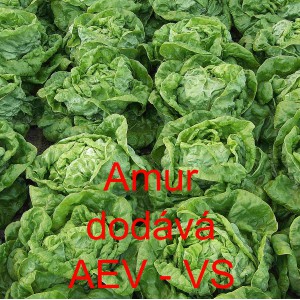 Sal&aacute;t hl&aacute;vkov&yacute; Amur