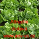 Sal&aacute;t hl&aacute;vkov&yacute; Attractie