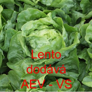 Sal&aacute;t hl&aacute;vkov&yacute; Lento