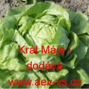 Sal&aacute;t hl&aacute;vkov&yacute; Kr&aacute;l M&aacute;je I
