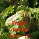 Sal&aacute;t hl&aacute;vkov&yacute; ledov&yacute; Pražan