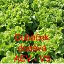 Sal&aacute;t listov&yacute; Dub&aacute;ček