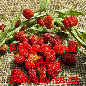 &Scaron;pen&aacute;t jahodov&yacute; merl&iacute;k listnat&yacute; Erdbeerspinat