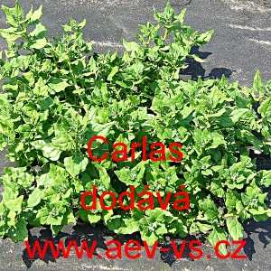 &Scaron;pen&aacute;t novoz&eacute;landsk&yacute; čtyřboč rozložit&aacute; Carlas