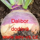Tuř&iacute;n brukev řepka Dalibor