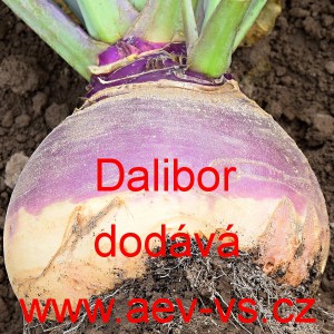 Tuř&iacute;n brukev řepka Dalibor