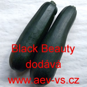 Tykev obecn&aacute; cuketa Black Beauty