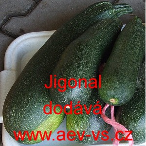 Tykev obecn&aacute; cuketa Jigonal
