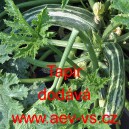 Tykev obecn&aacute; cuketa Tapir