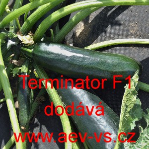 Tykev obecn&aacute; cuketa hybridn&iacute; Terminator F1