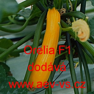 Tykev obecn&aacute; cuketa hybridn&iacute; Orelia F1