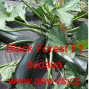 Tykev obecn&aacute; cuketa hybridn&iacute; pnouc&iacute; Black Forest F1