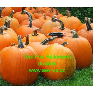 Tykev obecn&aacute; Tom Fox Halloween