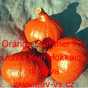 Tykev velkoplod&aacute; hybridn&iacute; Orange Summer F1/Uchiki Kuri Hokkaido