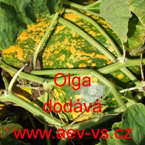 Tykev obecn&aacute; olejn&aacute; Olga