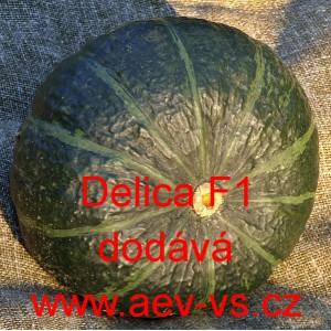 Tykev obecn&aacute; hybridn&iacute; Delica F1 Hokkaido