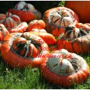 Tykev obecn&aacute; Turban Mix