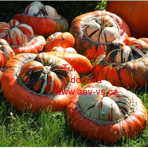 Tykev obecn&aacute; Turban Mix