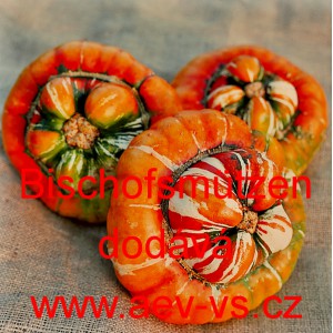 Tykev obecn&aacute; Bischofsm&uuml;tzen