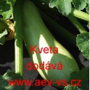 Tykev obecn&aacute; Kveta