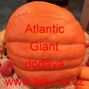 Tykev velkoplod&aacute; Atlantic Giant