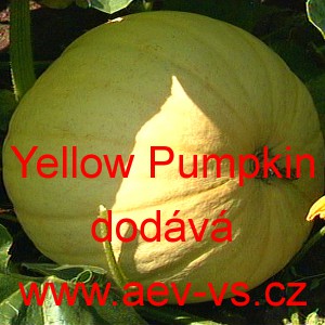 Tykev velkoplod&aacute; Yellow Pumpkin