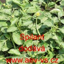 Plamatka zeln&aacute; Spilant