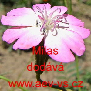 Koukol poln&iacute; Milas