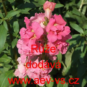 Hled&iacute;k vět&scaron;&iacute; Růže