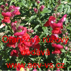 Hled&iacute;k vět&scaron;&iacute; Oranžově růžov&yacute;