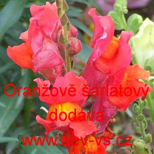 Hled&iacute;k vět&scaron;&iacute; Oranžově &scaron;arlatov&yacute;