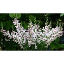 Hled&iacute;k vět&scaron;&iacute; Lucky Lips FSN