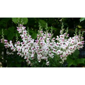 Hled&iacute;k vět&scaron;&iacute; Lucky Lips FSN