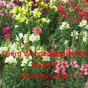 Hled&iacute;k vět&scaron;&iacute; Zwerg Wunderteppich Mix