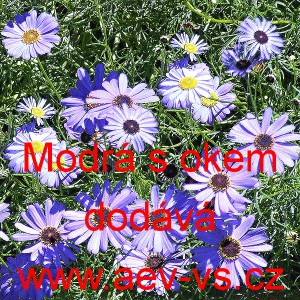 V&scaron;elicha &scaron;těničn&iacute;kolist&aacute;, iberkolist&aacute; Modr&aacute; s okem