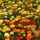 Měs&iacute;ček l&eacute;kařsk&yacute; Hohe Mix