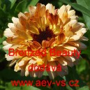 Měs&iacute;ček l&eacute;kařsk&yacute; Bronzed Beauty