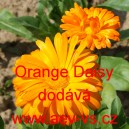 Měs&iacute;ček l&eacute;kařsk&yacute; Orange Daisy