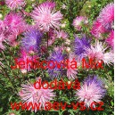 Astra č&iacute;nsk&aacute; Jehlicovit&aacute; Mix