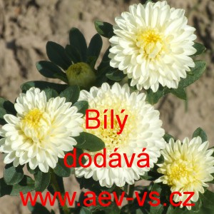 Astra č&iacute;nsk&aacute; Průhonick&yacute; trpasl&iacute;k B&iacute;l&yacute;