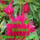 Nevadlec stř&iacute;brn&yacute; latnat&yacute;, klasnat&yacute; Bunte Mix